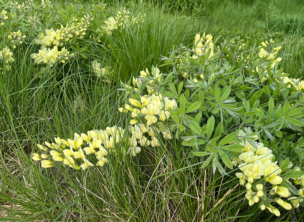 Tips for Gardening in Summer Heat