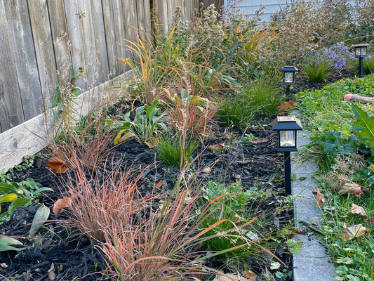 How do I transition my Chicago yard from grass into a pollinator garden? Ryn’s garden story