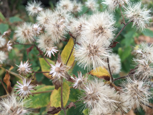 Native Seed Collecting Walk: Asters!