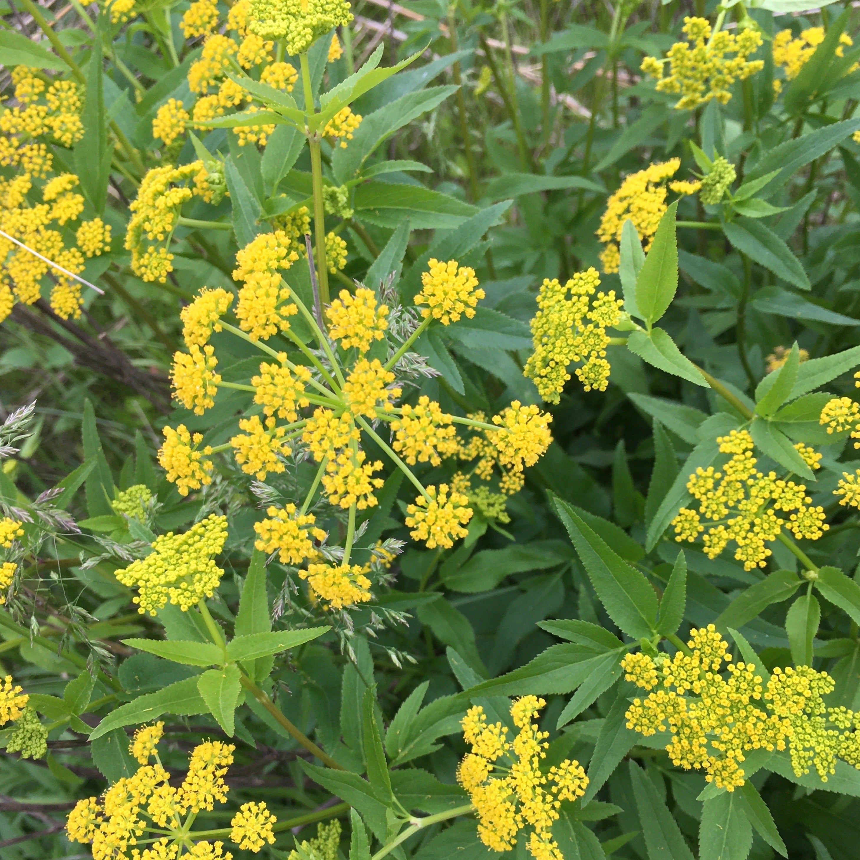 Zizia aurea (GOLDEN ALEXANDERS) * – North Branch Natives